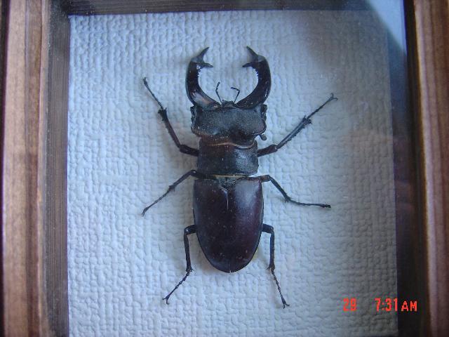 «ö¦¹¦b·sµøµ¡ÂsÄý¹Ï¤ù