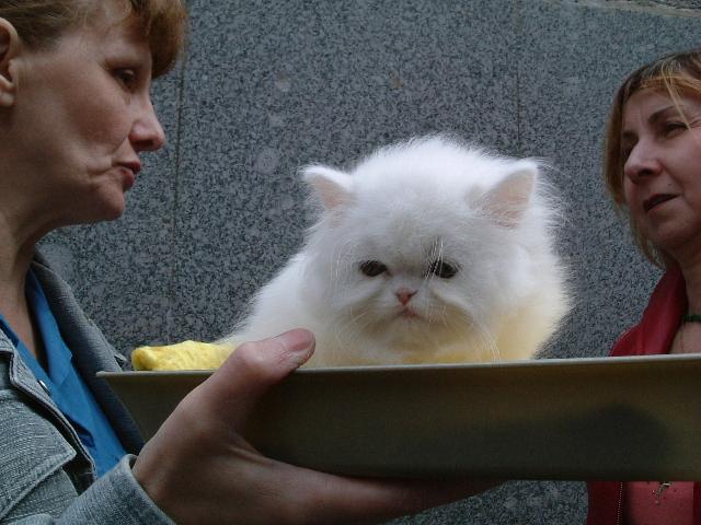 «ö¦¹¦b·sµøµ¡ÂsÄý¹Ï¤ù