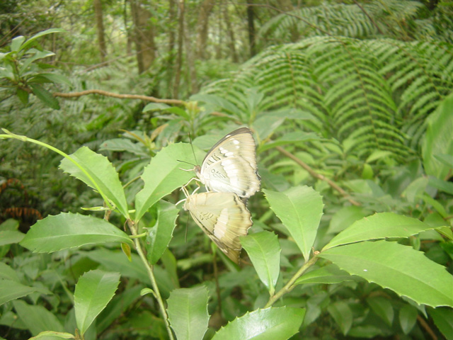 按此在新視窗瀏覽圖片