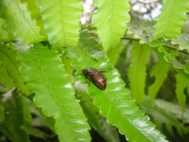 按此在新視窗瀏覽圖片