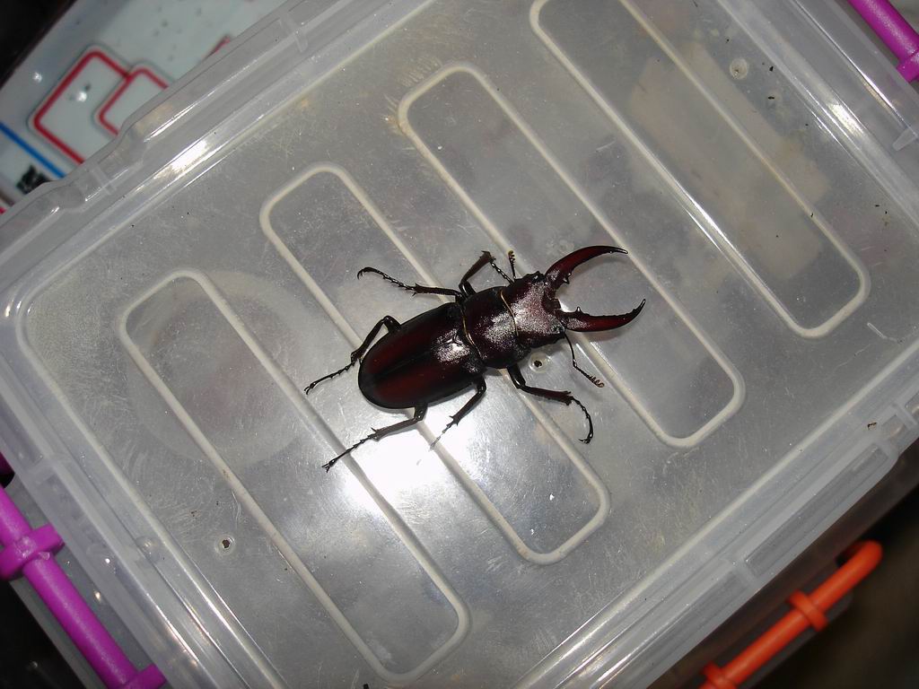 «ö¦¹¦b·sµøµ¡ÂsÄý¹Ï¤ù