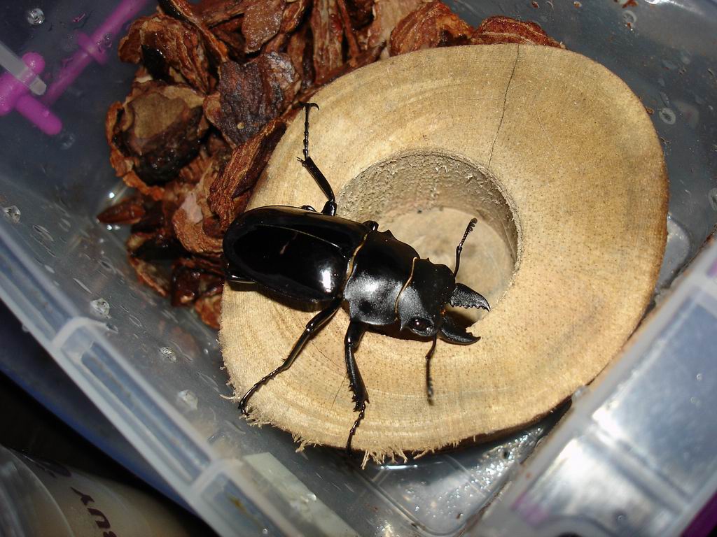 «ö¦¹¦b·sµøµ¡ÂsÄý¹Ï¤ù