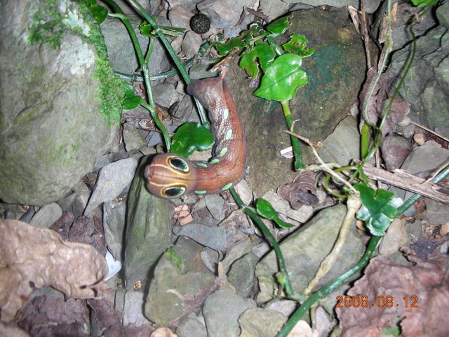 «ö¦¹¦b·sµøµ¡ÂsÄý¹Ï¤ù