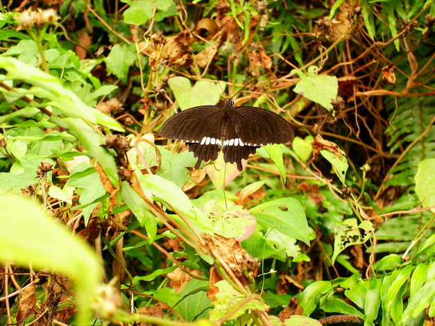 «ö¦¹¦b·sµøµ¡ÂsÄý¹Ï¤ù