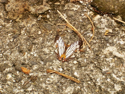 «ö¦¹¦b·sµøµ¡ÂsÄý¹Ï¤ù