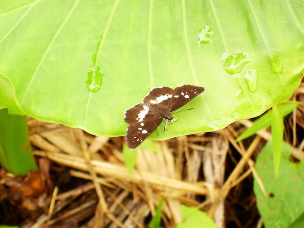 «ö¦¹¦b·sµøµ¡ÂsÄý¹Ï¤ù