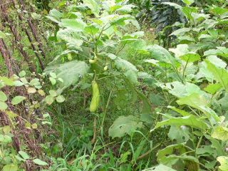 «ö¦¹¦b·sµøµ¡ÂsÄý¹Ï¤ù