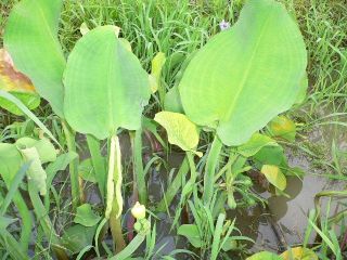 «ö¦¹¦b·sµøµ¡ÂsÄý¹Ï¤ù