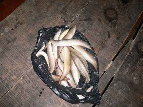 «ö¦¹¦b·sµøµ¡ÂsÄý¹Ï¤ù