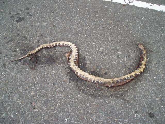 «ö¦¹¦b·sµøµ¡ÂsÄý¹Ï¤ù