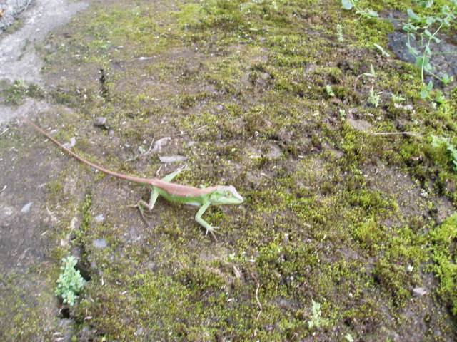 «ö¦¹¦b·sµøµ¡ÂsÄý¹Ï¤ù