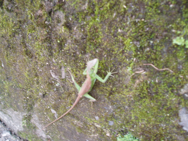 «ö¦¹¦b·sµøµ¡ÂsÄý¹Ï¤ù