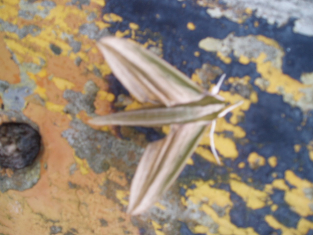 «ö¦¹¦b·sµøµ¡ÂsÄý¹Ï¤ù