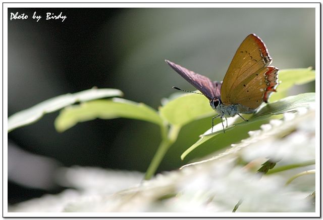 «ö¦¹¦b·sµøµ¡ÂsÄý¹Ï¤ù