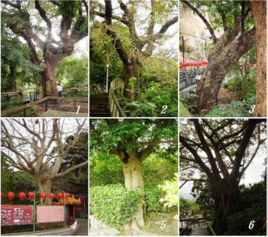 按此在新視窗瀏覽圖片