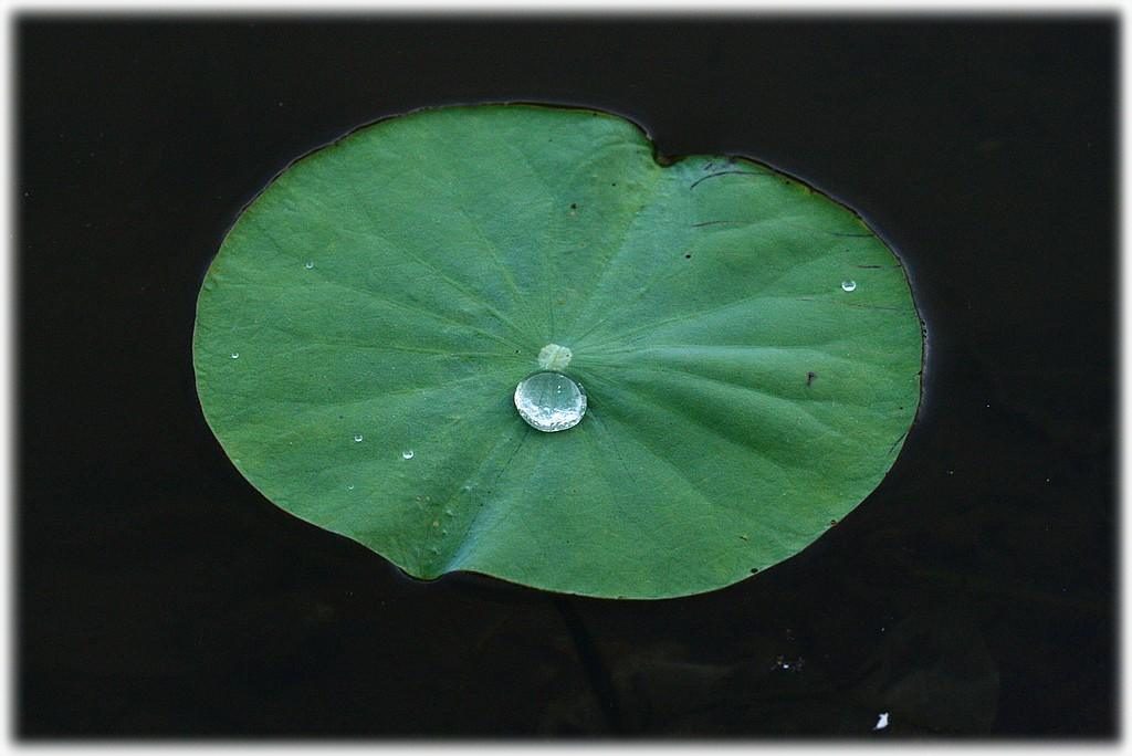 «ö¦¹¦b·sµøµ¡ÂsÄý¹Ï¤ù