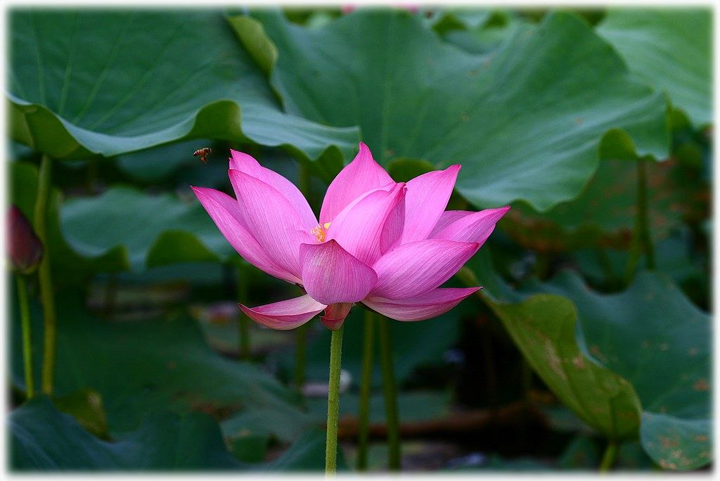 «ö¦¹¦b·sµøµ¡ÂsÄý¹Ï¤ù