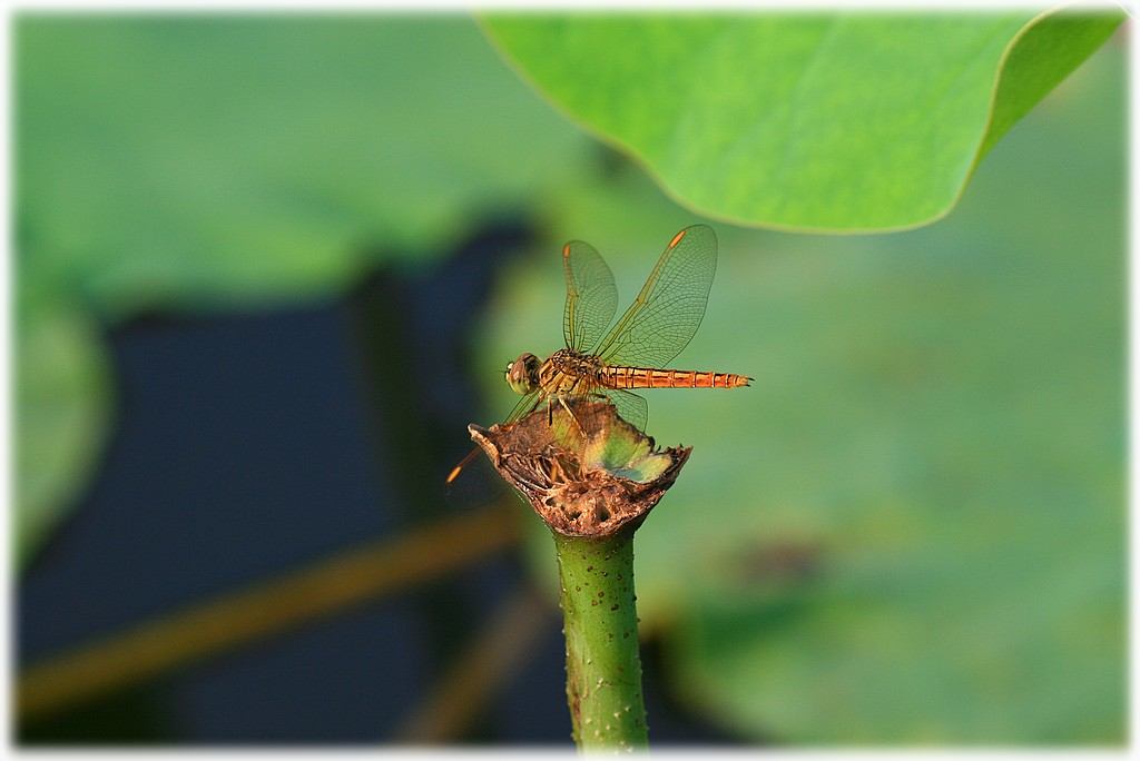 «ö¦¹¦b·sµøµ¡ÂsÄý¹Ï¤ù