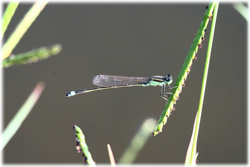 «ö¦¹¦b·sµøµ¡ÂsÄý¹Ï¤ù