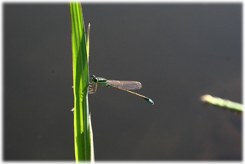 «ö¦¹¦b·sµøµ¡ÂsÄý¹Ï¤ù