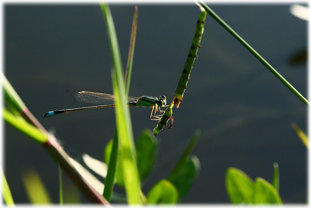 «ö¦¹¦b·sµøµ¡ÂsÄý¹Ï¤ù