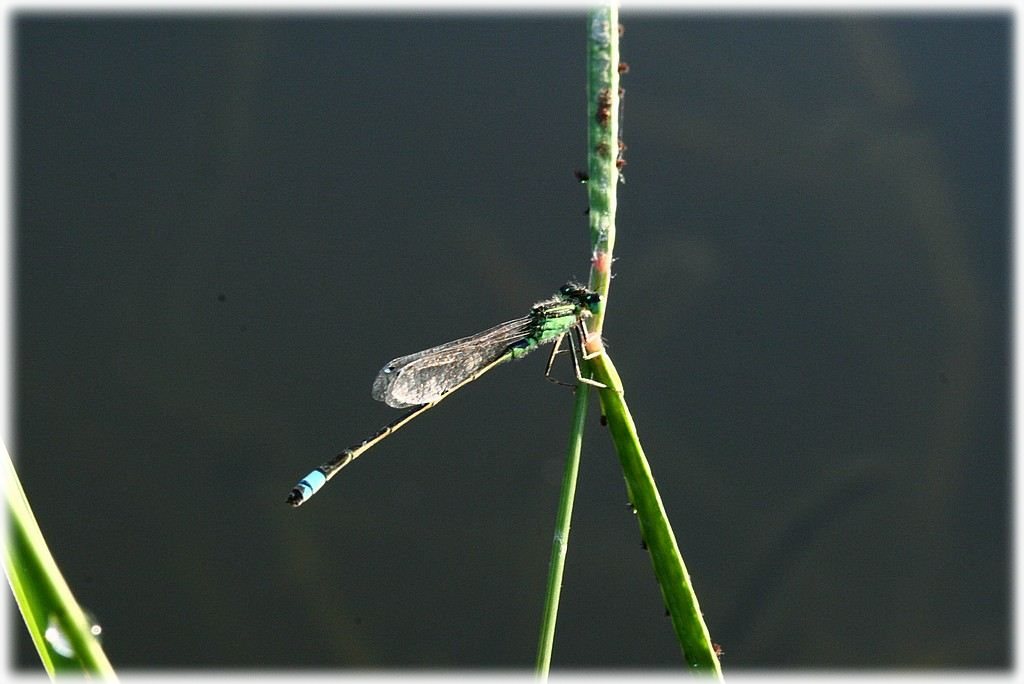 «ö¦¹¦b·sµøµ¡ÂsÄý¹Ï¤ù