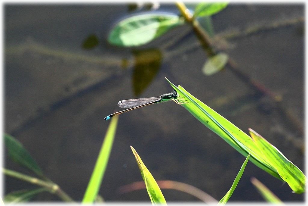 «ö¦¹¦b·sµøµ¡ÂsÄý¹Ï¤ù