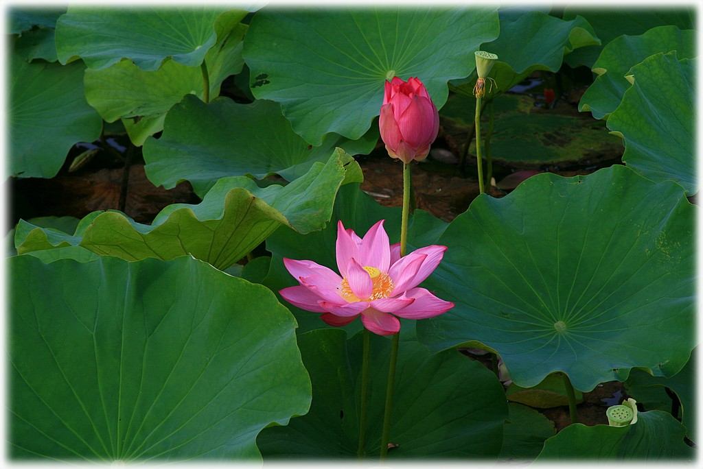 «ö¦¹¦b·sµøµ¡ÂsÄý¹Ï¤ù