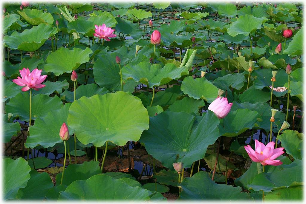 «ö¦¹¦b·sµøµ¡ÂsÄý¹Ï¤ù