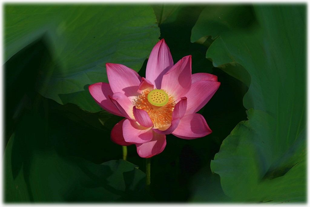 «ö¦¹¦b·sµøµ¡ÂsÄý¹Ï¤ù