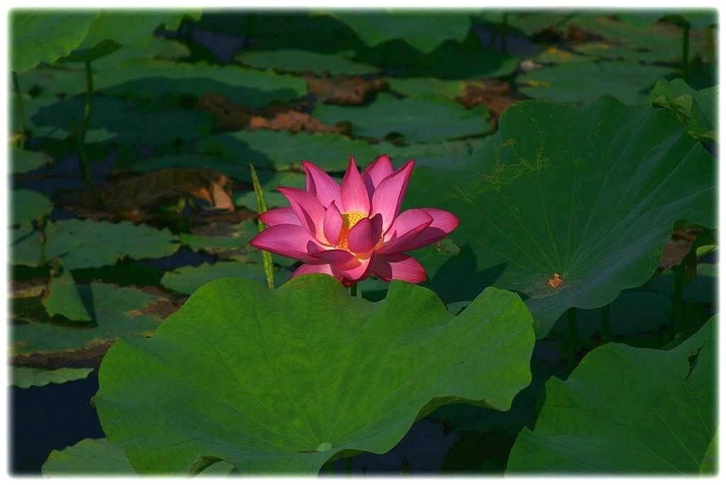 «ö¦¹¦b·sµøµ¡ÂsÄý¹Ï¤ù