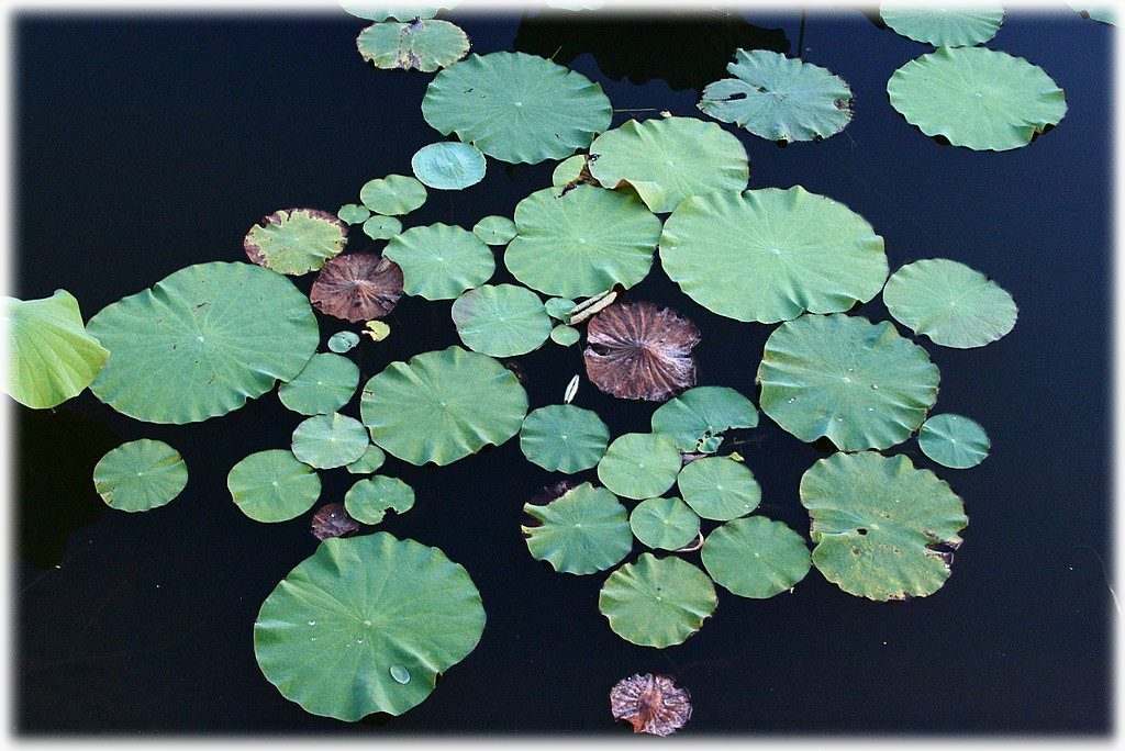 «ö¦¹¦b·sµøµ¡ÂsÄý¹Ï¤ù