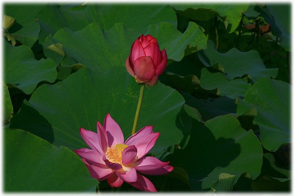 «ö¦¹¦b·sµøµ¡ÂsÄý¹Ï¤ù