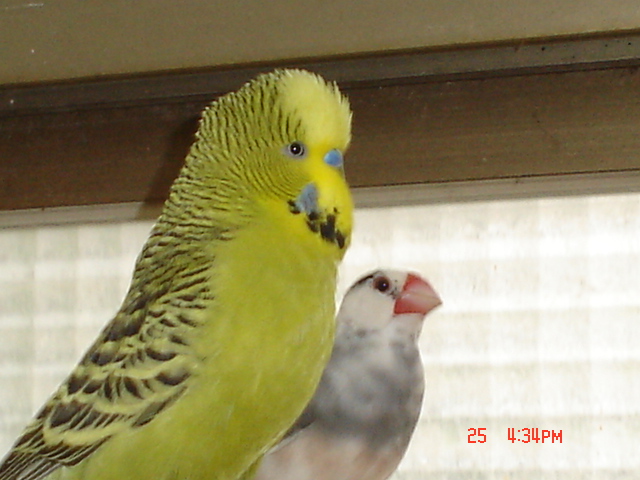 按此在新視窗瀏覽圖片