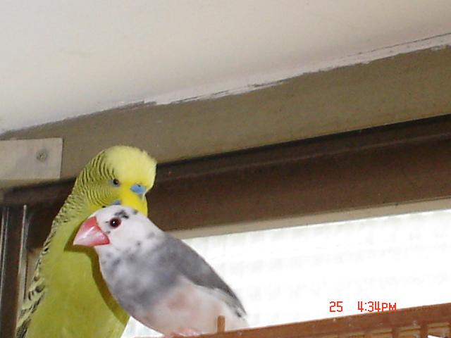 按此在新視窗瀏覽圖片