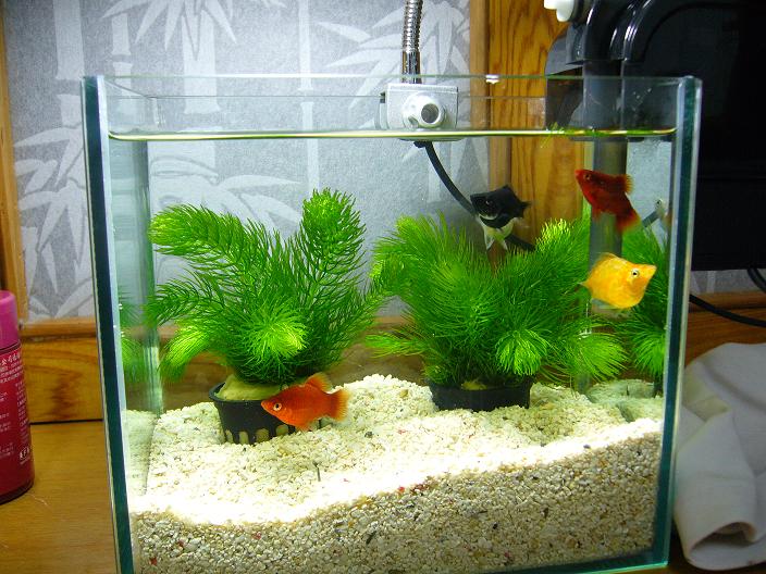 按此在新視窗瀏覽圖片