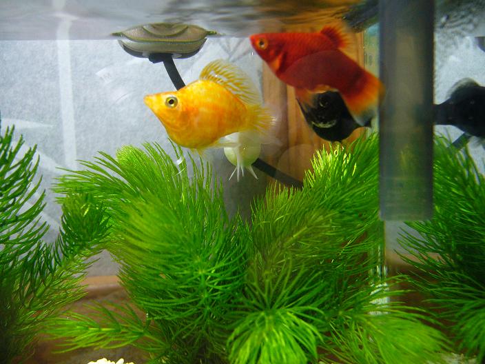 按此在新視窗瀏覽圖片