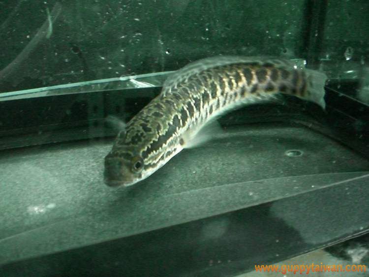 鮕鮐 七星鱧 再貼幾張幼魚圖