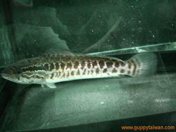 鮕鮐 七星鱧 再貼幾張幼魚圖