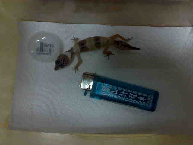 按此在新視窗瀏覽圖片