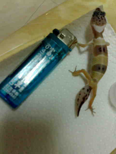 按此在新視窗瀏覽圖片