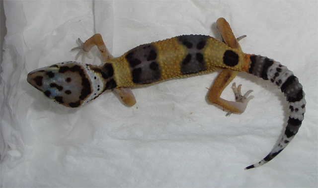 按此在新視窗瀏覽圖片