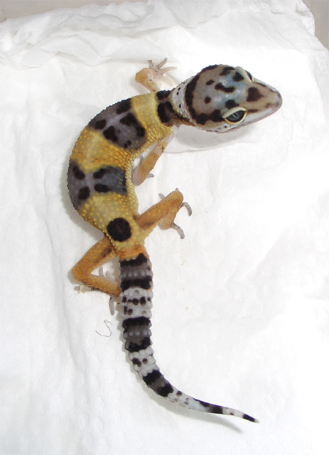 按此在新視窗瀏覽圖片