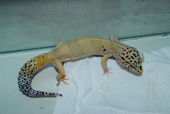 按此在新視窗瀏覽圖片