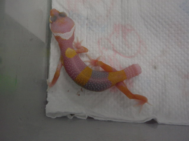 按此在新視窗瀏覽圖片