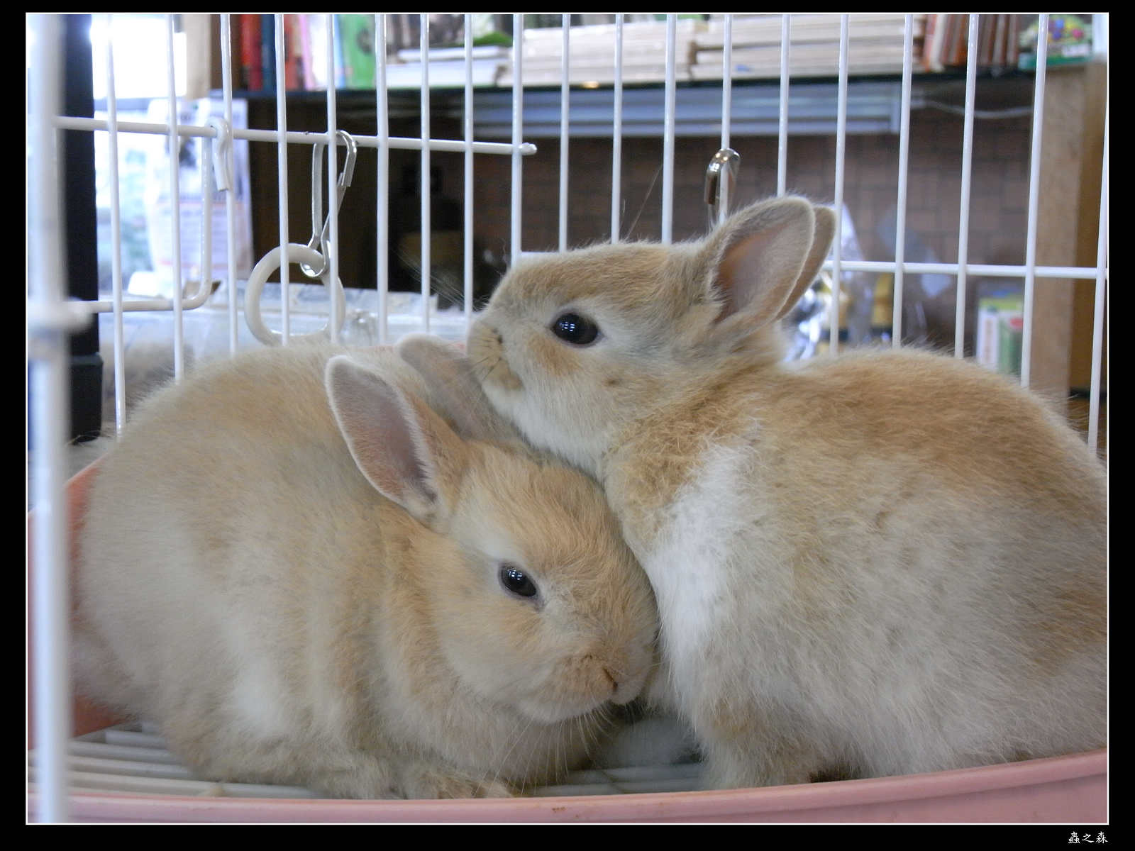 按此在新視窗瀏覽圖片