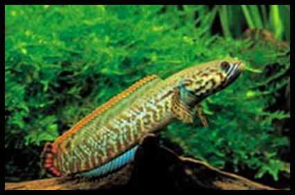 淡水魚中的食肉籠 鱧魚