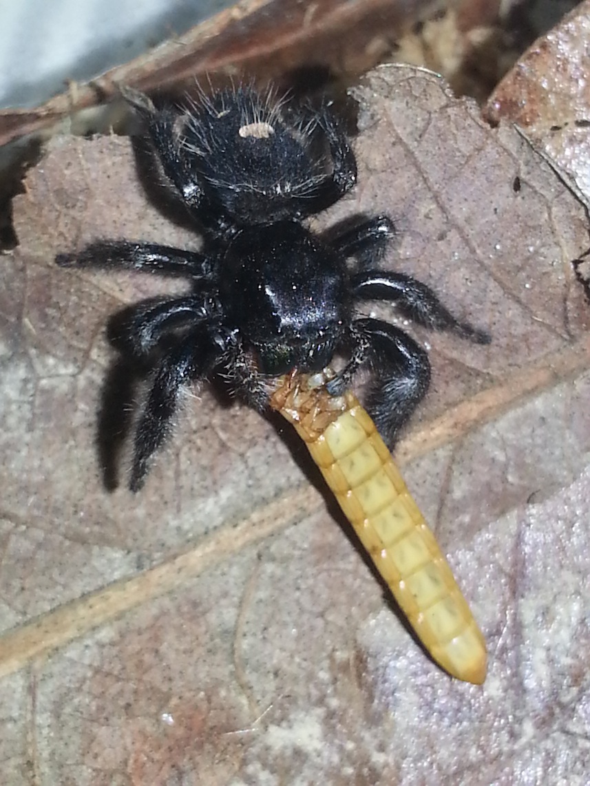 «ö¦¹¦b·sµøµ¡ÂsÄý¹Ï¤ù