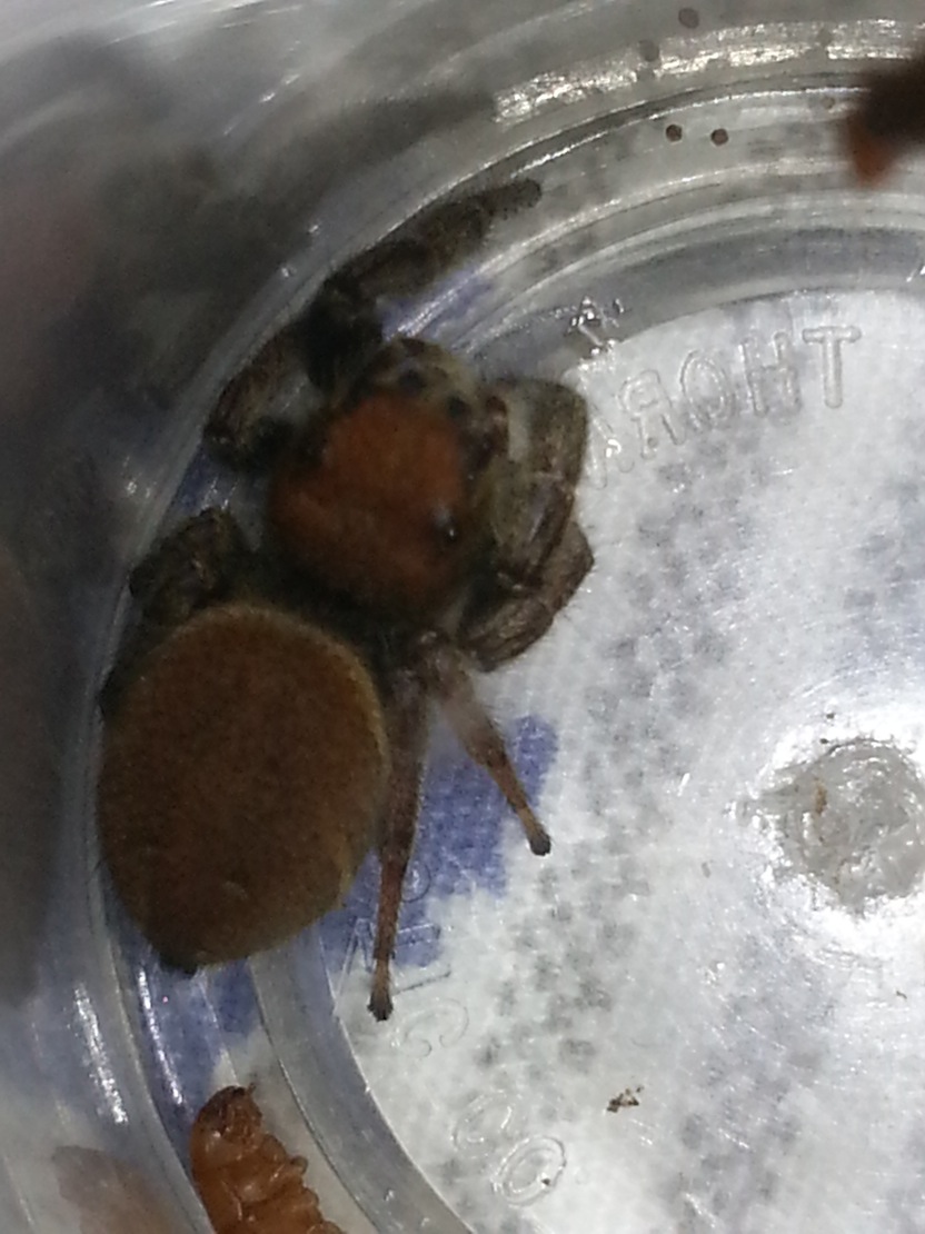 «ö¦¹¦b·sµøµ¡ÂsÄý¹Ï¤ù