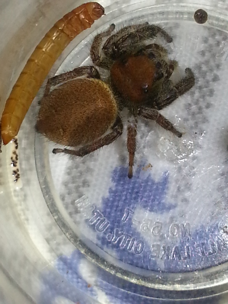 «ö¦¹¦b·sµøµ¡ÂsÄý¹Ï¤ù